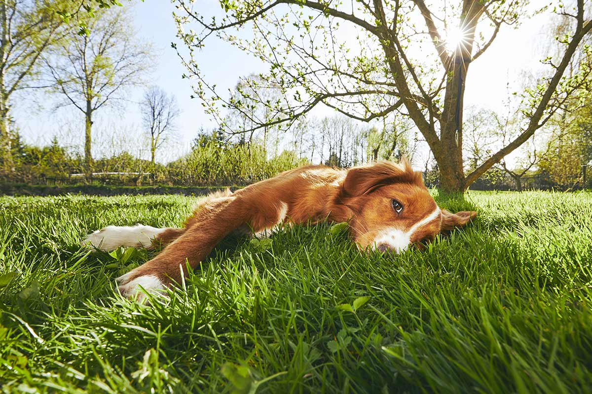 Cosa causa lo stress nei cani