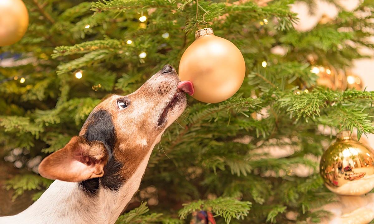 Foto Cani Di Natale.Cani E Natale 9 Cose A Cui Fare Attenzione Dogdeliver