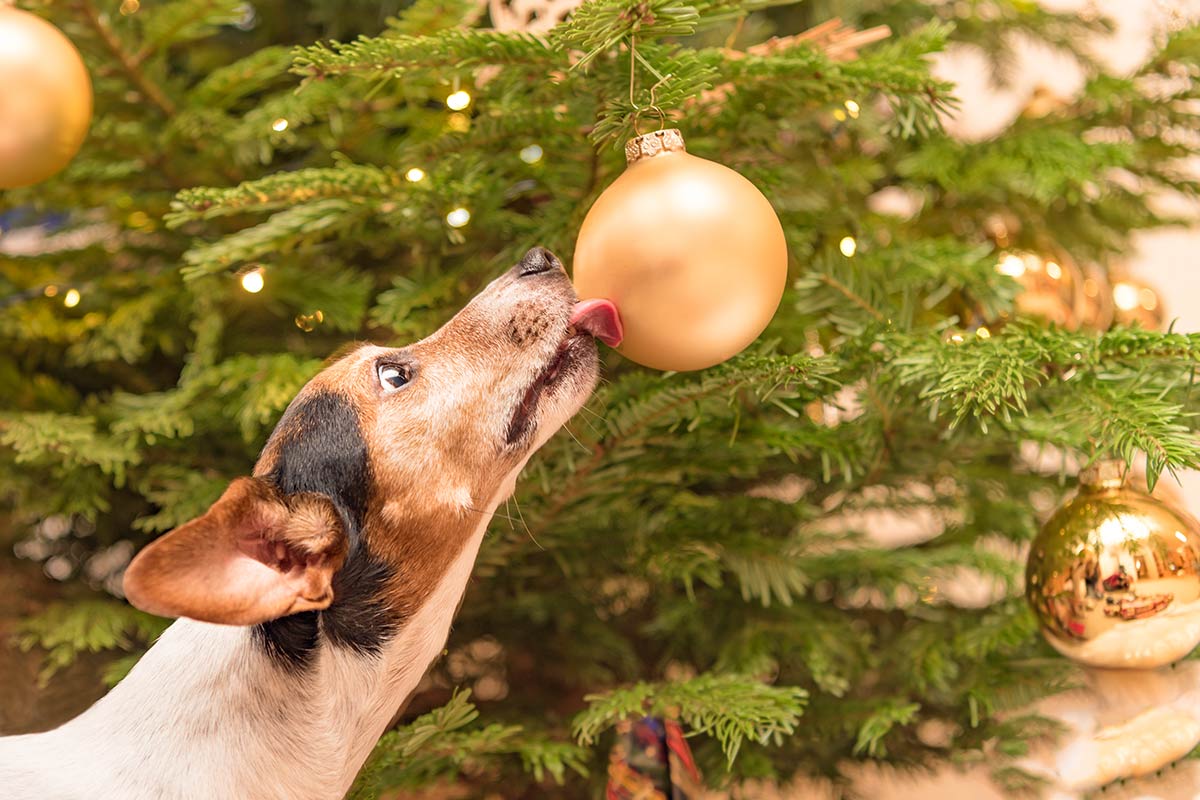 Cani e Natale: 9 cose a cui fare attenzione