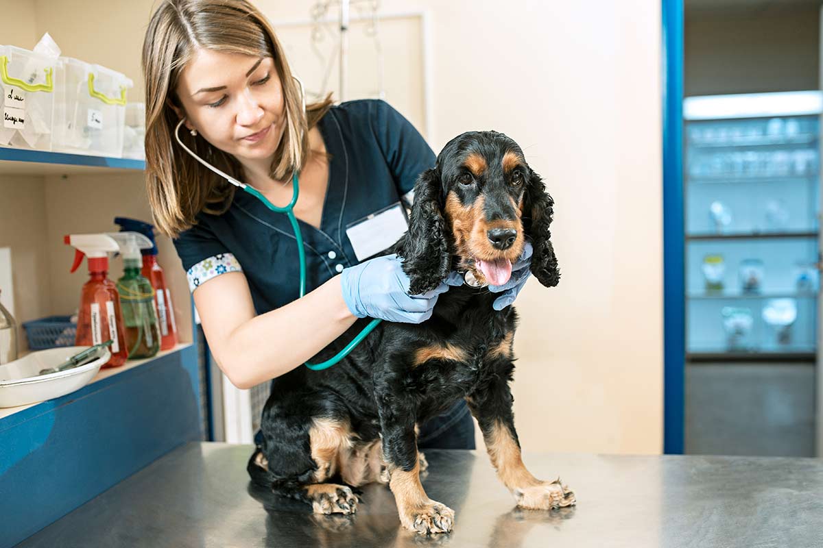 Dal veterinario