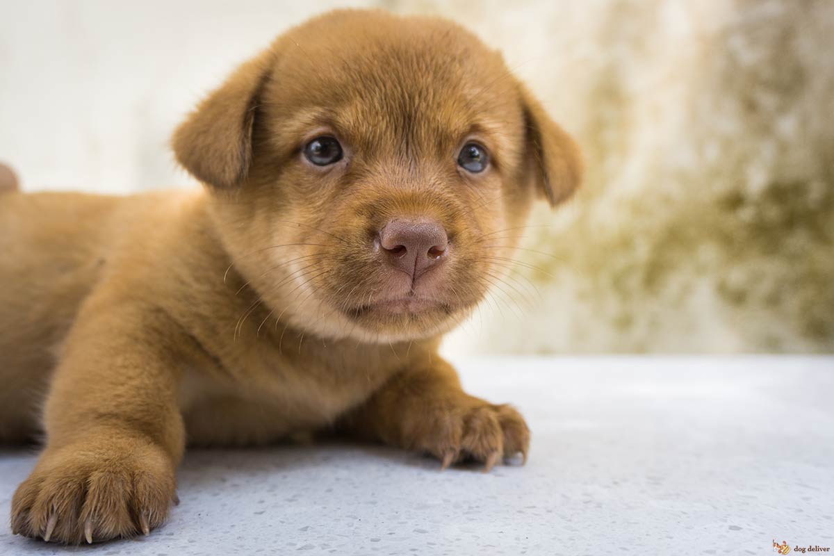 Alcuni fondamentali per capire meglio i cani