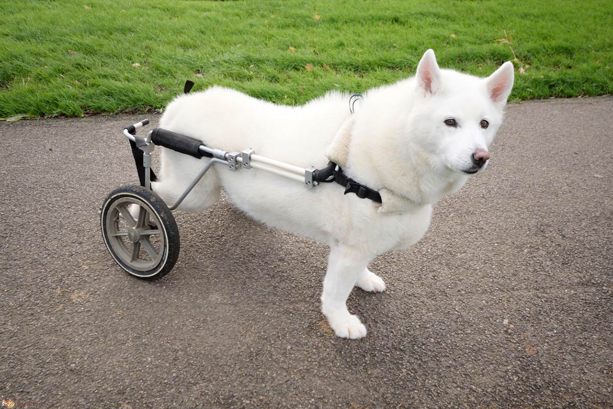 Cani con disabilità