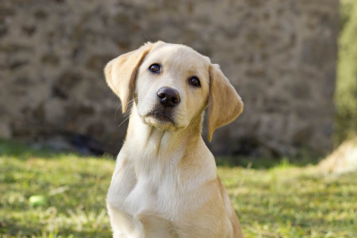 Perchè amiamo i cani?