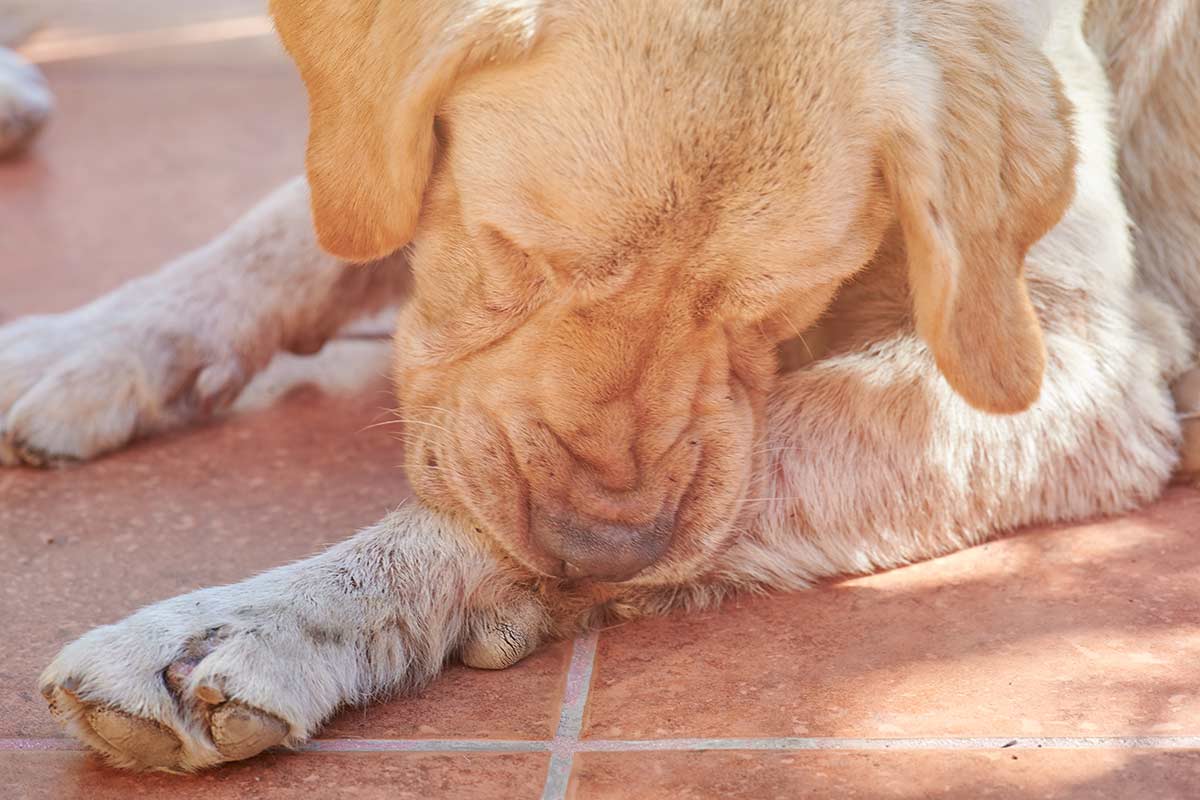 Nei cani, paura, ansia e stress causano l’incanutimento precoce del pelo