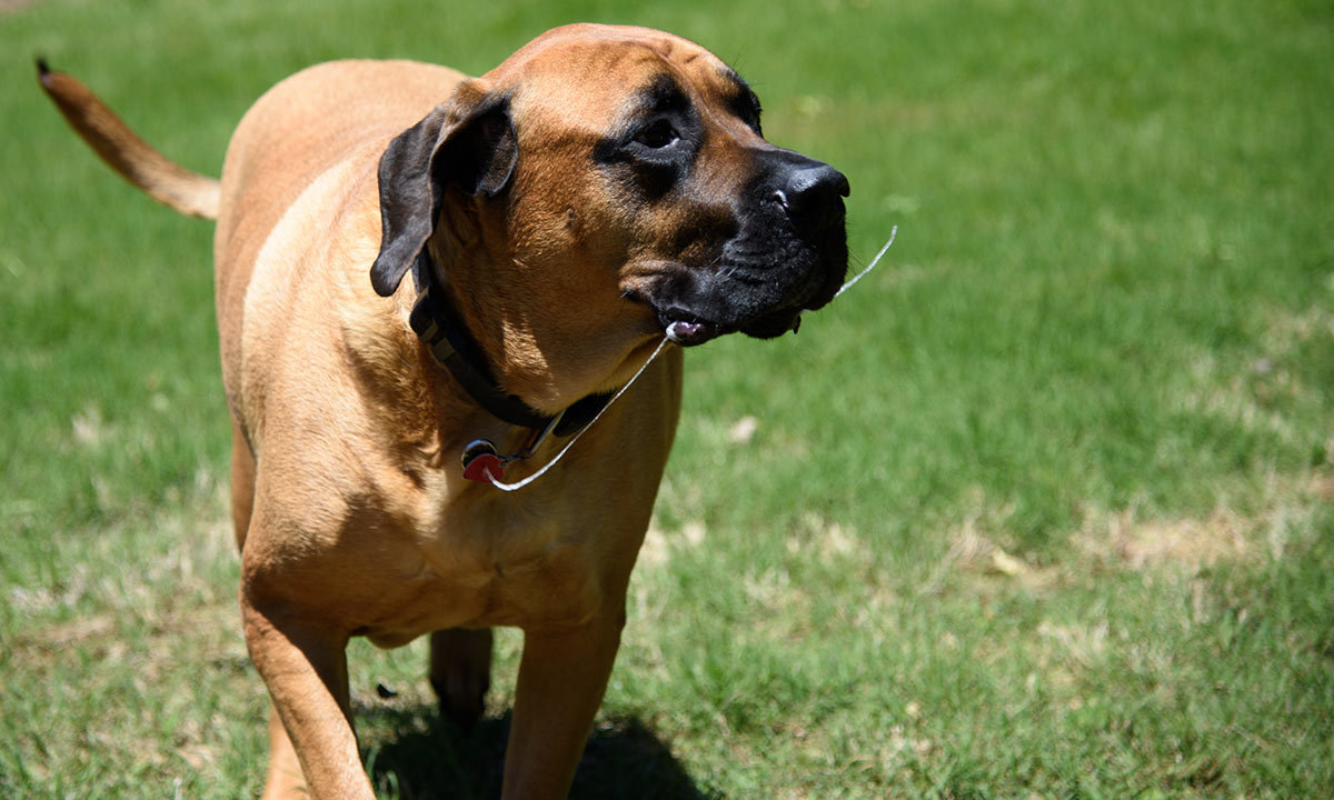 La saliva dei cani