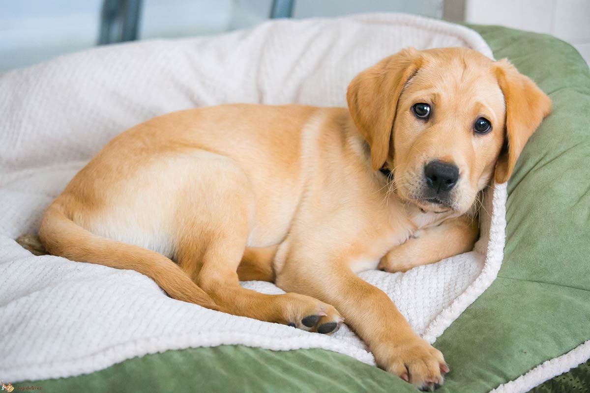 Perchè non si deve lasciare il cane da solo a lungo