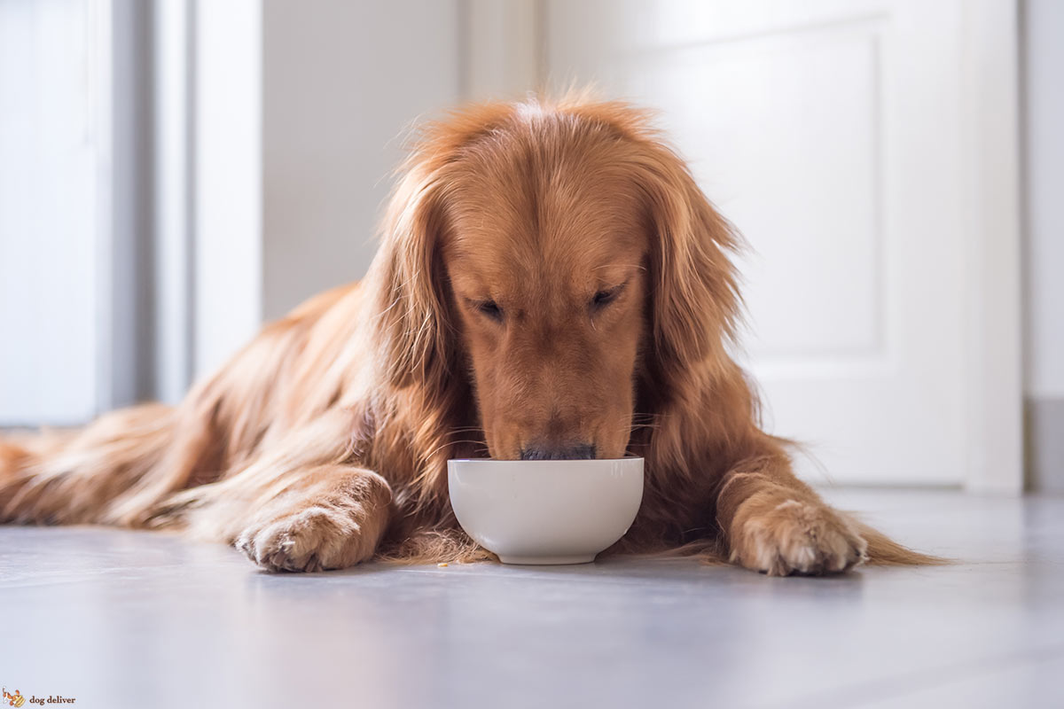 Perchè i cani hanno sempre fame?