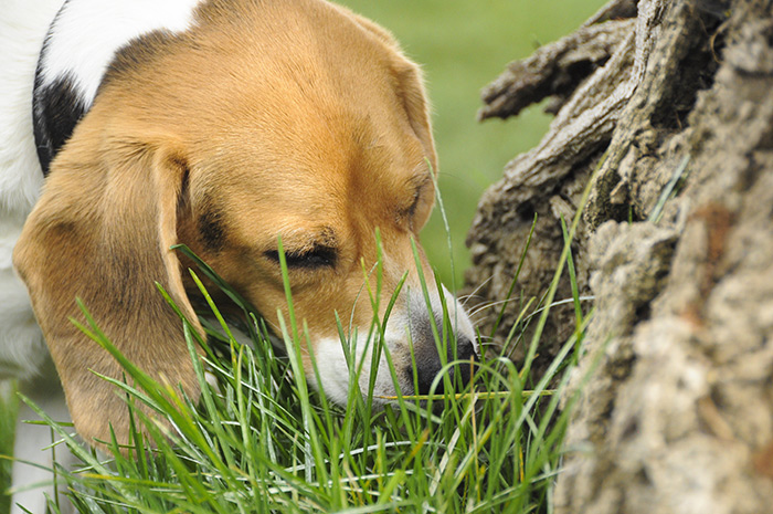 Perchè i cani mangiano la popò