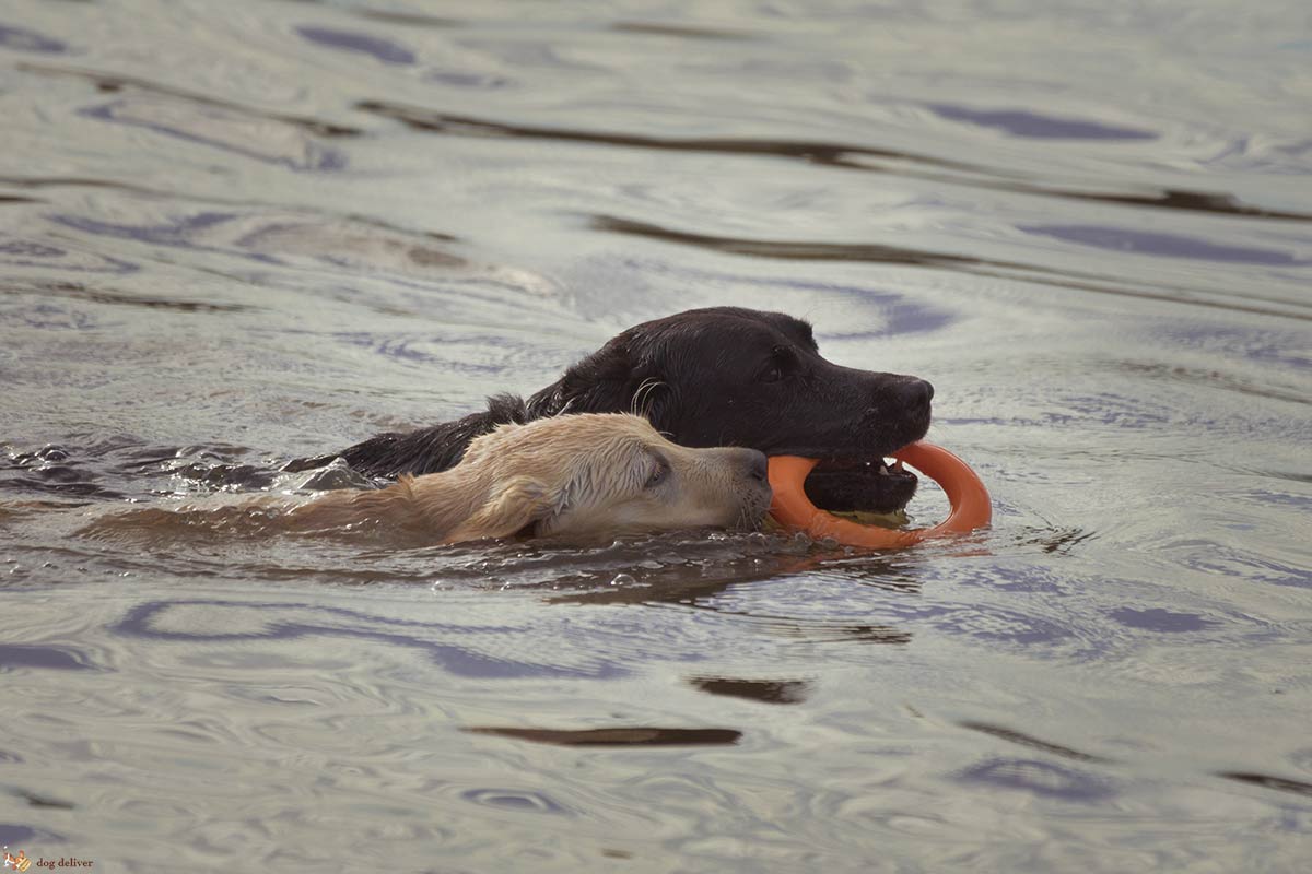 Cosa fare per stimolare la mente dei cani