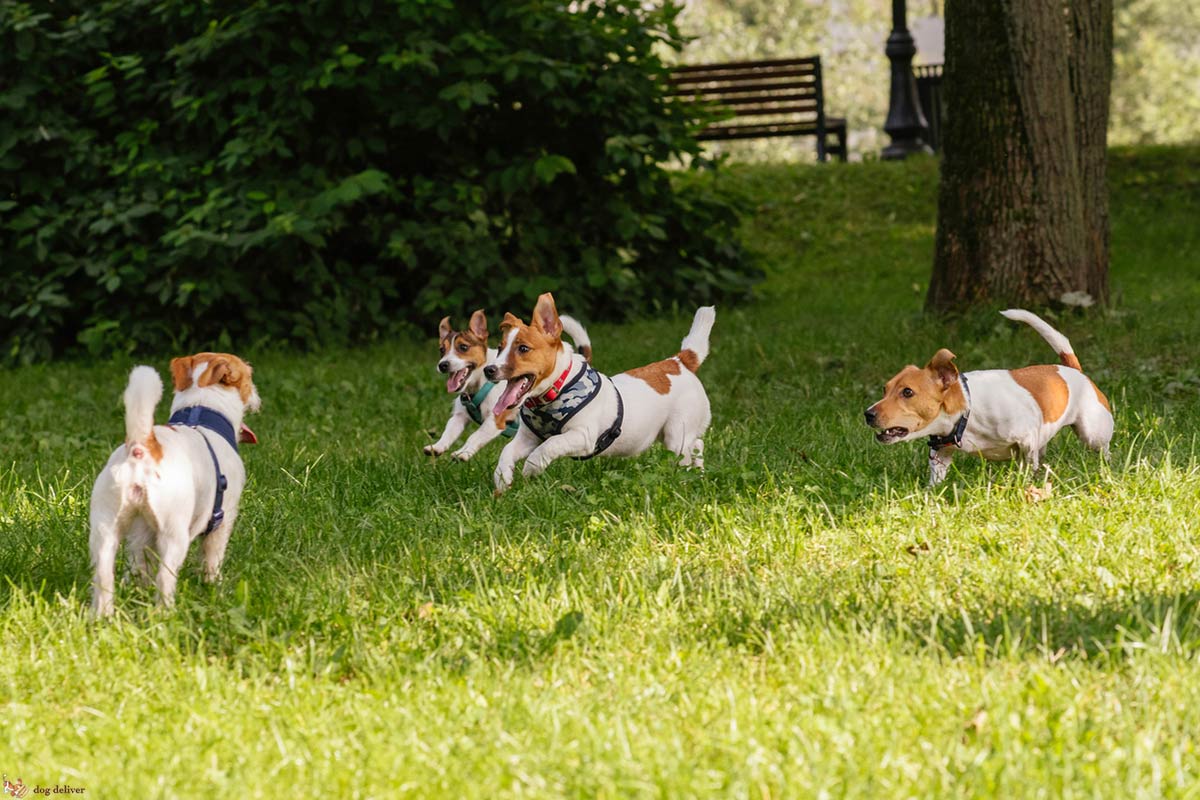 Le regole dell’area cani