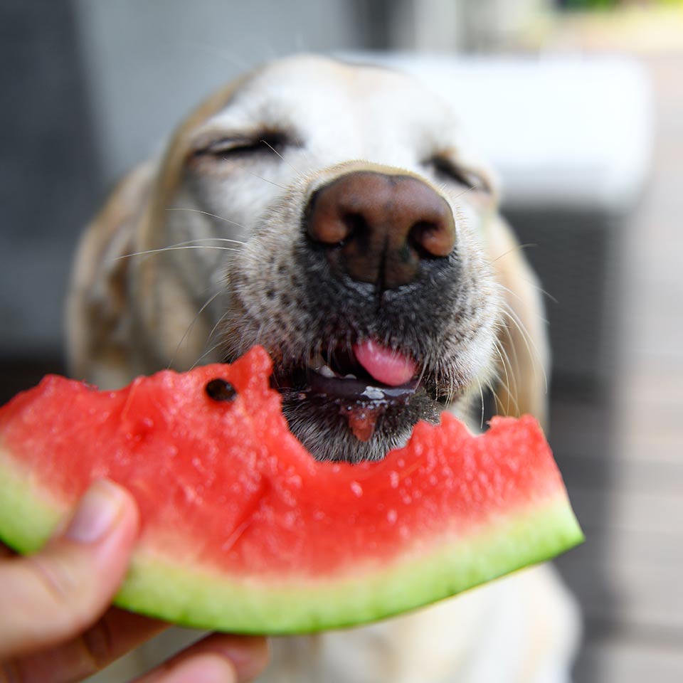 Qual è la dieta migliore per i cani