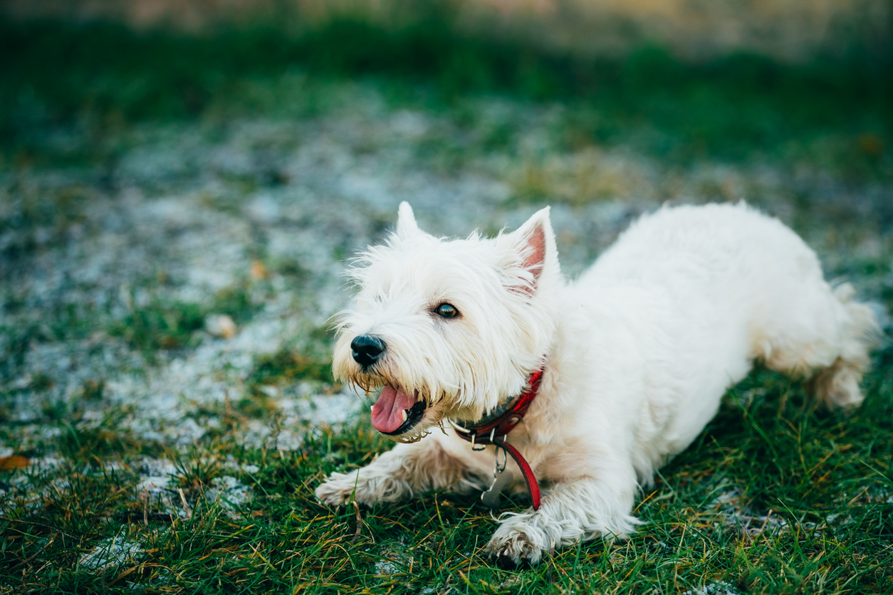 Perchè i cani abbaiano