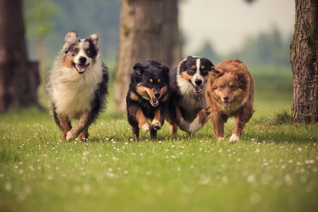 Esiste l’amicizia tra i cani?