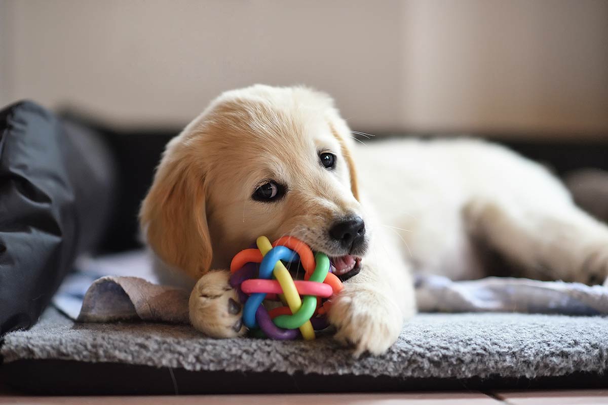 Scopri se c’è qualcosa che non sai sul tuo cane