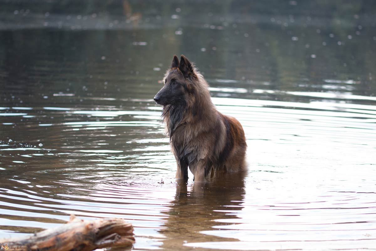 Bisogna tosare i cani quando fa caldo?