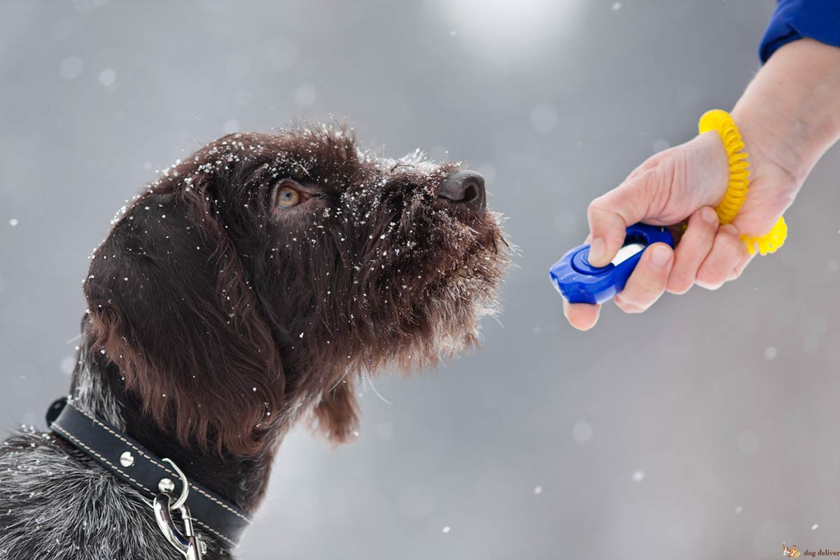 Il clicker non è meglio di altri modi per addestrare i cani