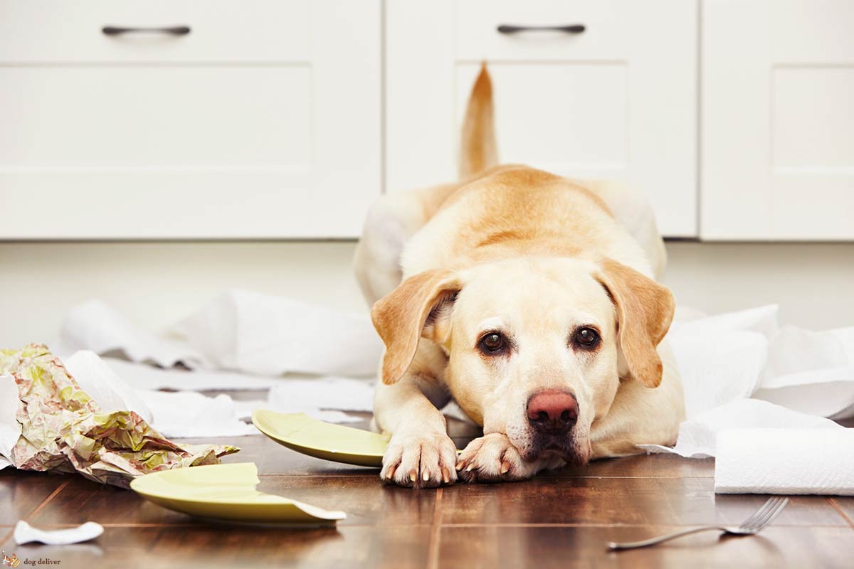 Quando il cane distrugge la casa