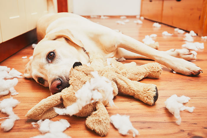Risultati immagini per cane solo in casa distrutta