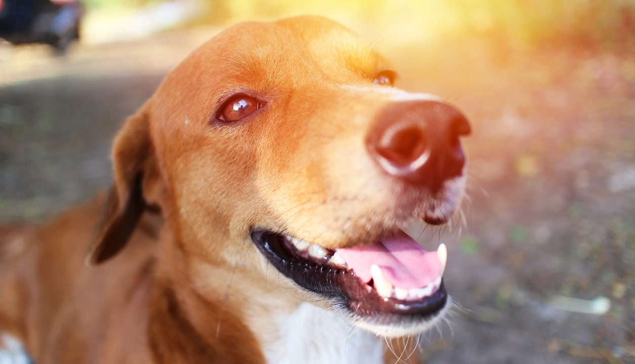 Come Vedono I Cani Dogdeliver