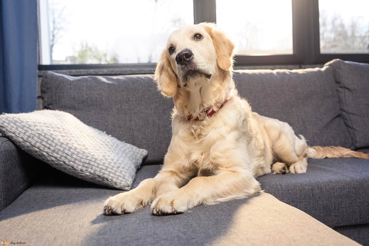 E’ giusto che il cane stia sul letto o sul divano?