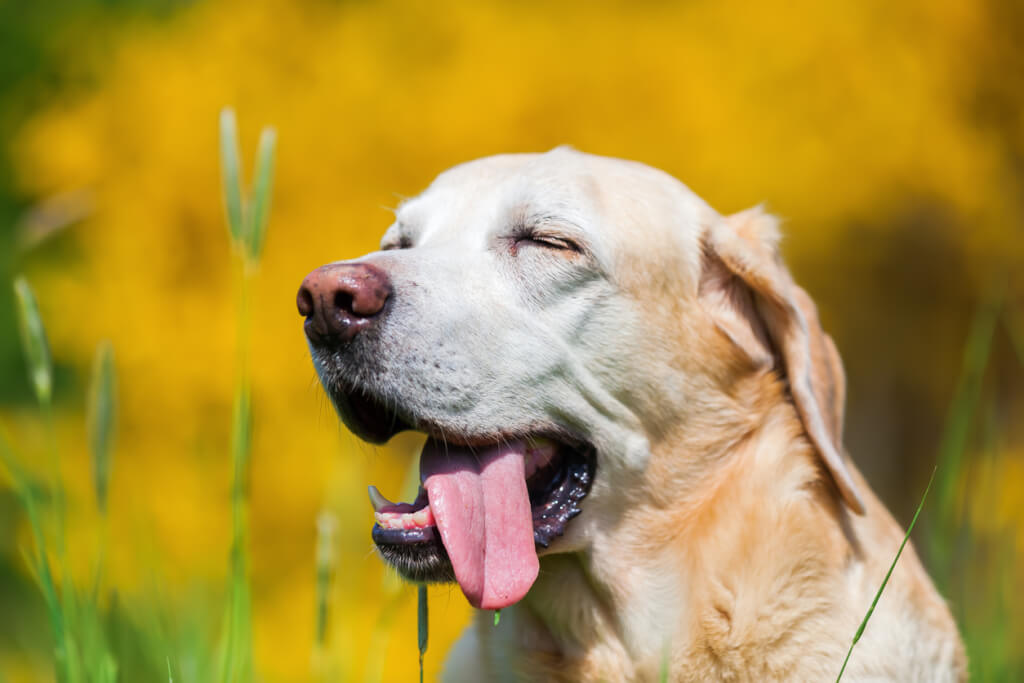 I segnali calmanti dei cani