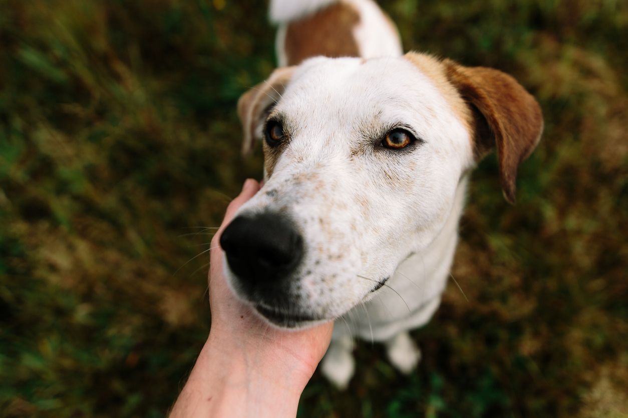 I cani sono molto più speciali di quanto si immagina