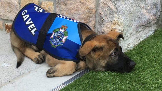 La storia di Gavel, il cane che non era nato per fare il poliziotto