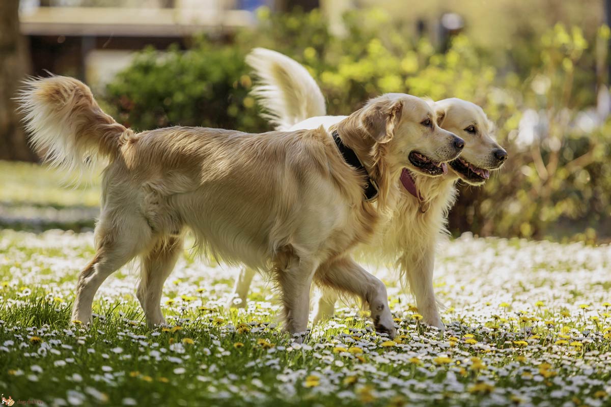 Le straordinarie capacità dei cani: l’apprendimento sociale