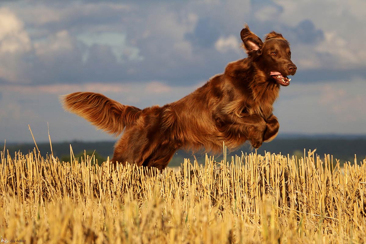 Attenzione ai forasacchi: sono un vero pericolo per i cani