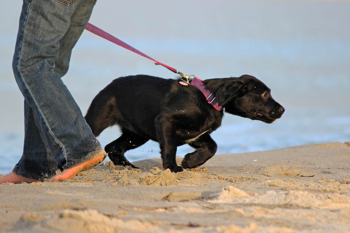 Cane che tira al guinzaglio: come risolvere