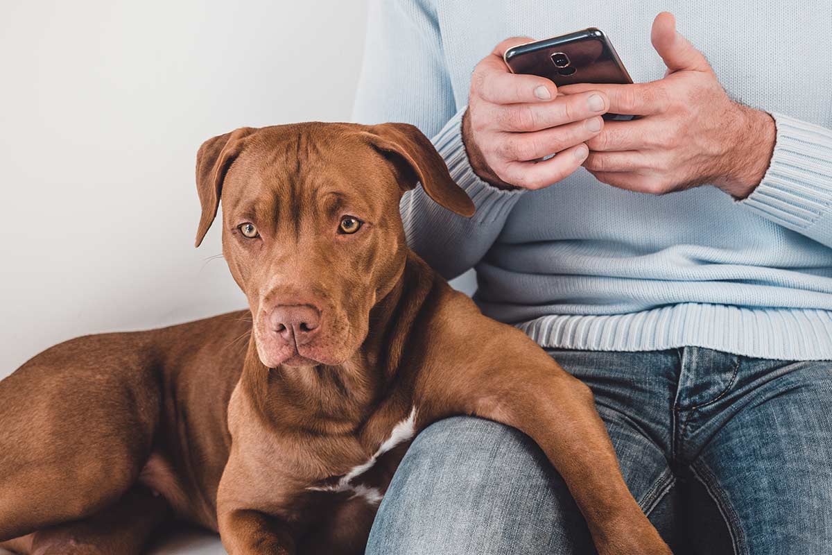 12 falsi miti sui cani smontati uno a uno