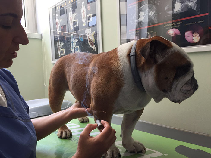 La salute dei cani: l’Agopuntura