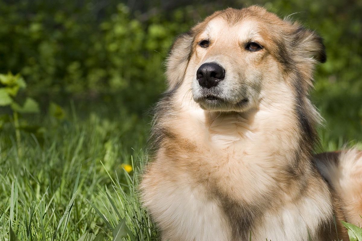 Perchè con i cani funziona solo il metodo gentile