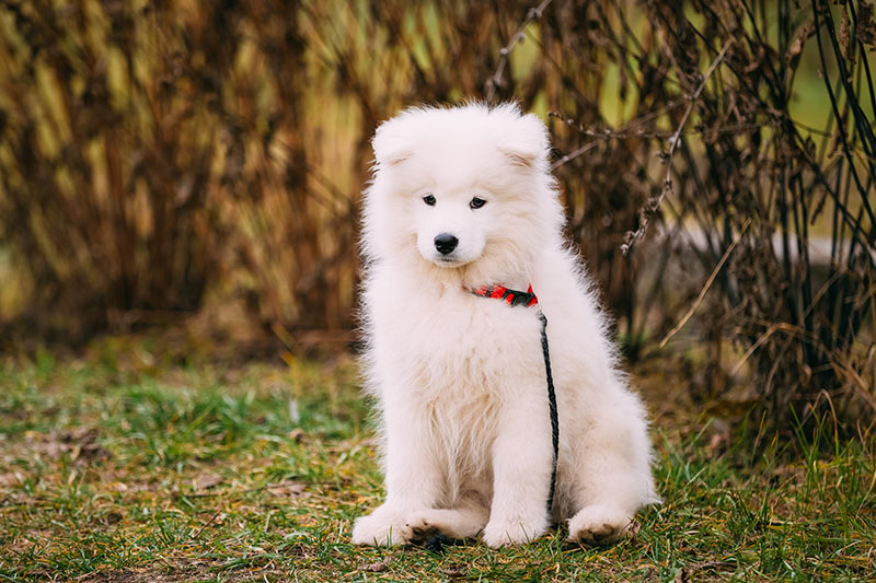 15 razze di cane che non odorano