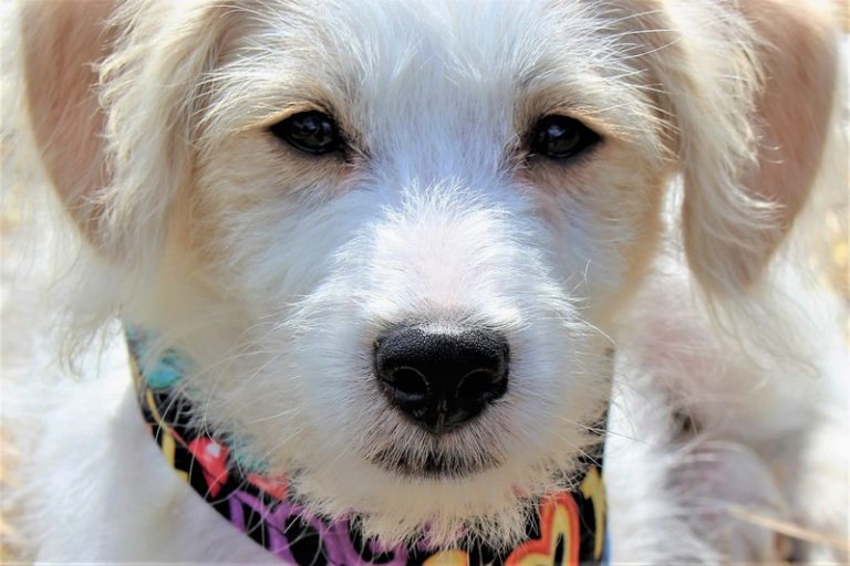 Quante Razze Di Cani Ci Sono