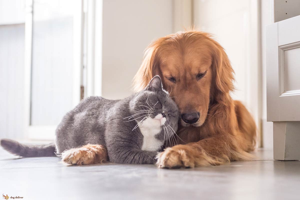 Come conoscere i gatti può aiutare con i cani