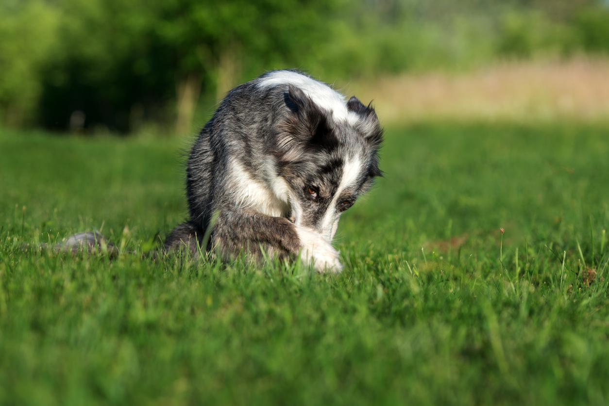 7 cose che gli umani fanno che stressano i cani