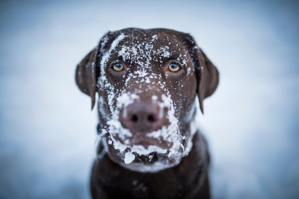 Quando fa freddo bisogna proteggere i cani