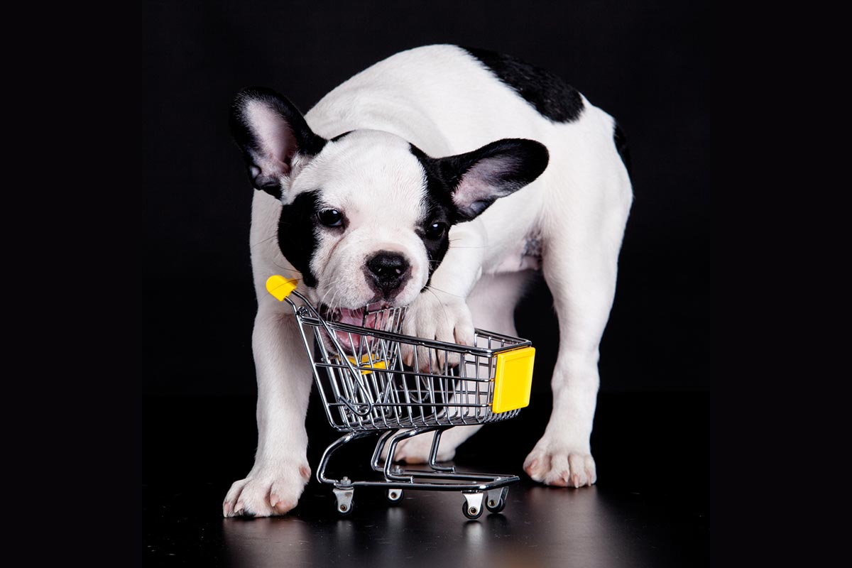 Cani nei supermercati: come stanno veramente le cose