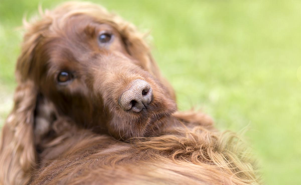 I cani distinguono le parole e il tono della voce degli umani