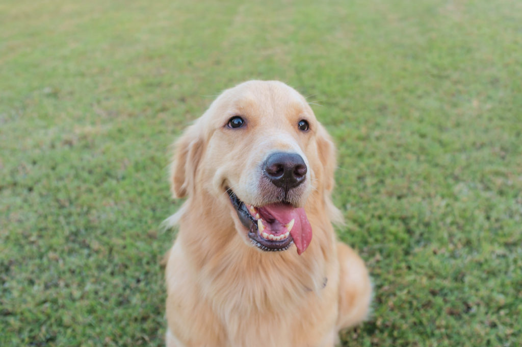 Perchè il mio cane mi segue ovunque? Dogdeliver