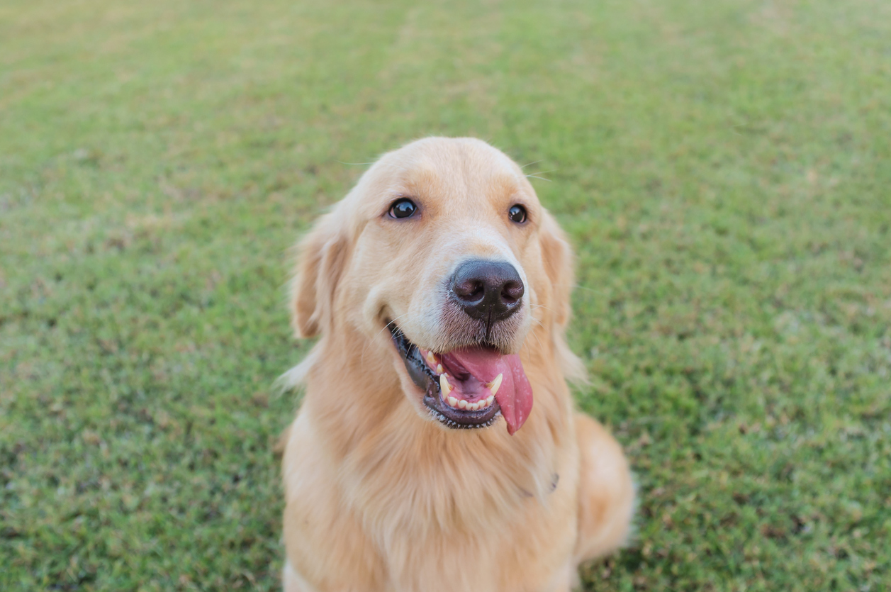 Perchè il mio cane mi segue ovunque?