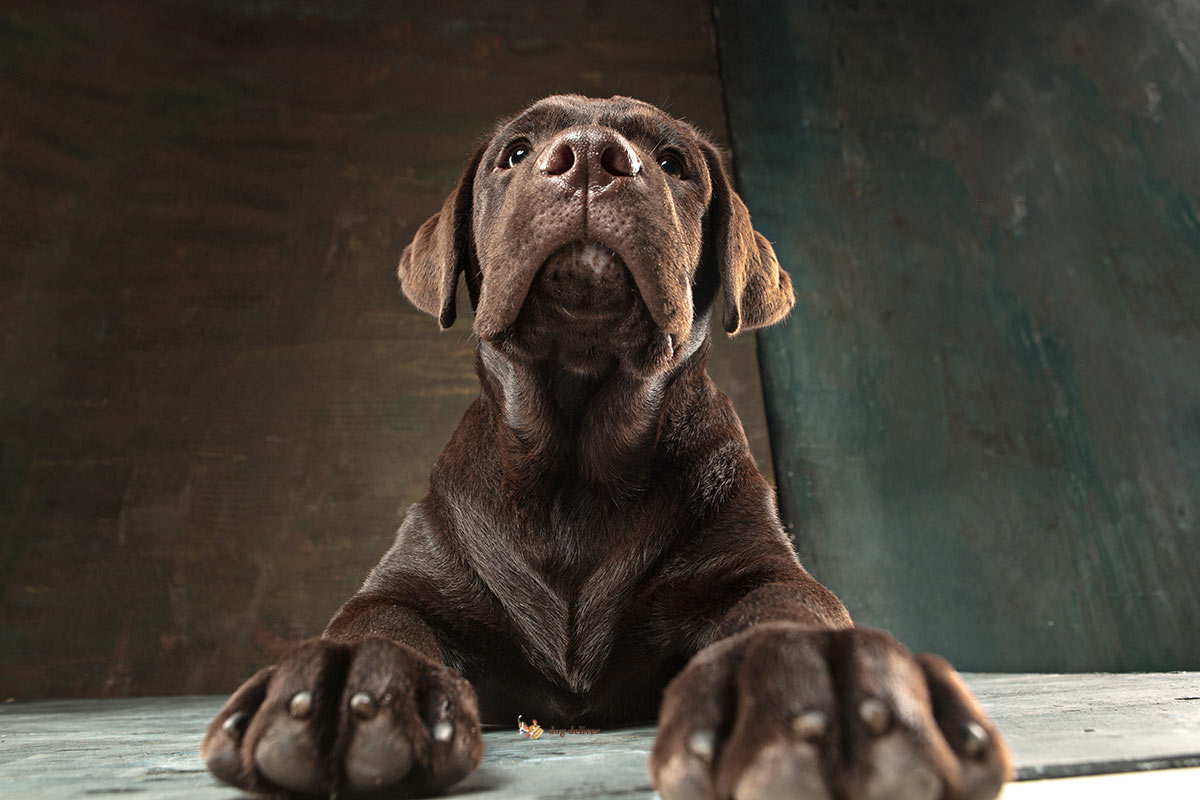 I cani odorano lo stato d’animo degli umani