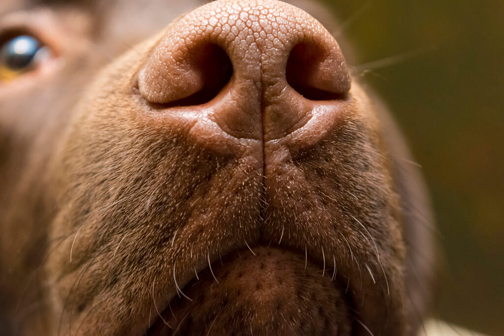 Perchè i cani hanno il naso umido e fresco?