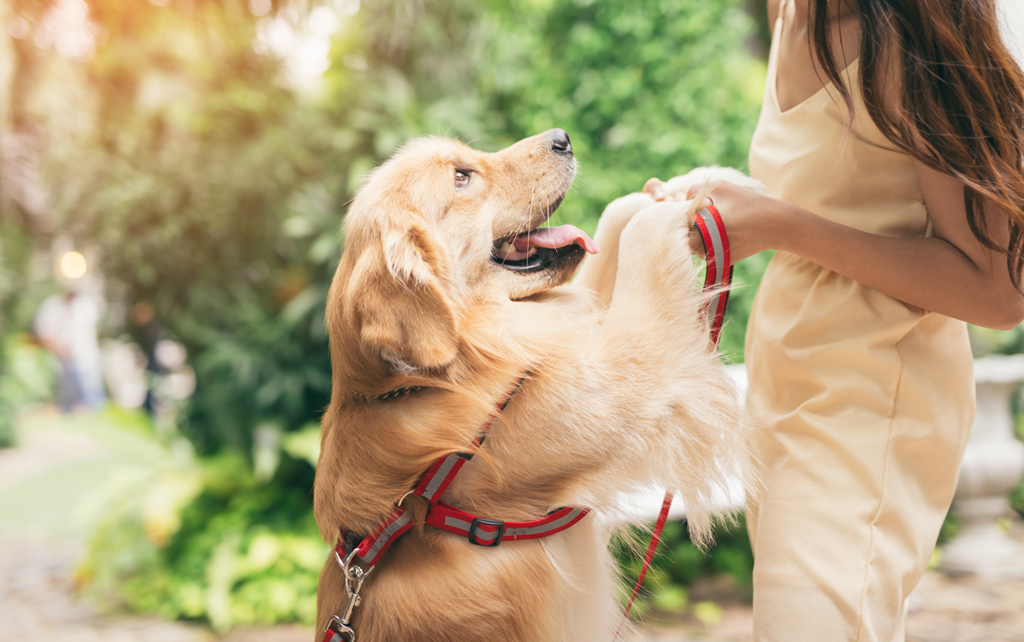 E’ vero che teniamo più ai cani che agli umani?