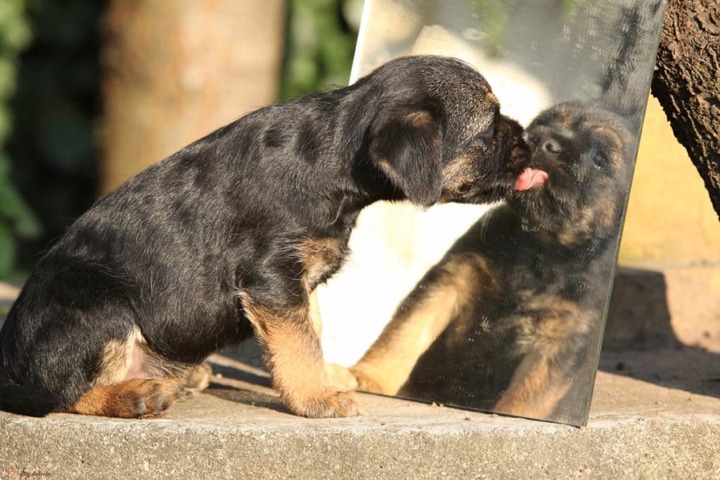 I Cani Si Riconoscono Allo Specchio
