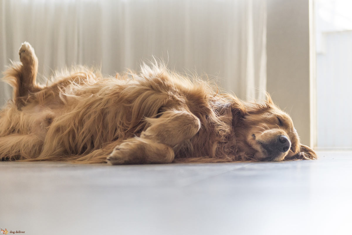 Quando il cane è ‘buono’ di chi è il merito?