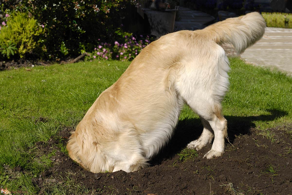 Perchè i cani scavano?