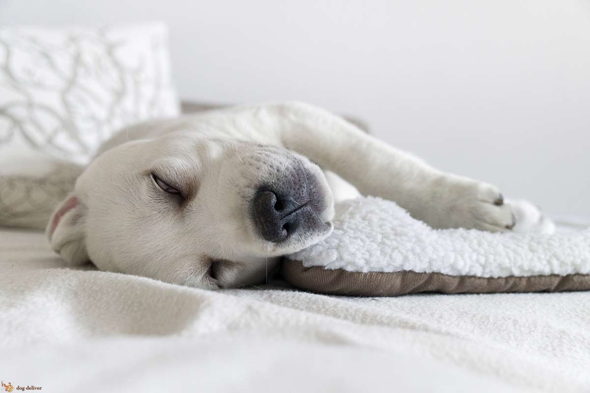 Come le esperienze influenzano il sonno dei cani