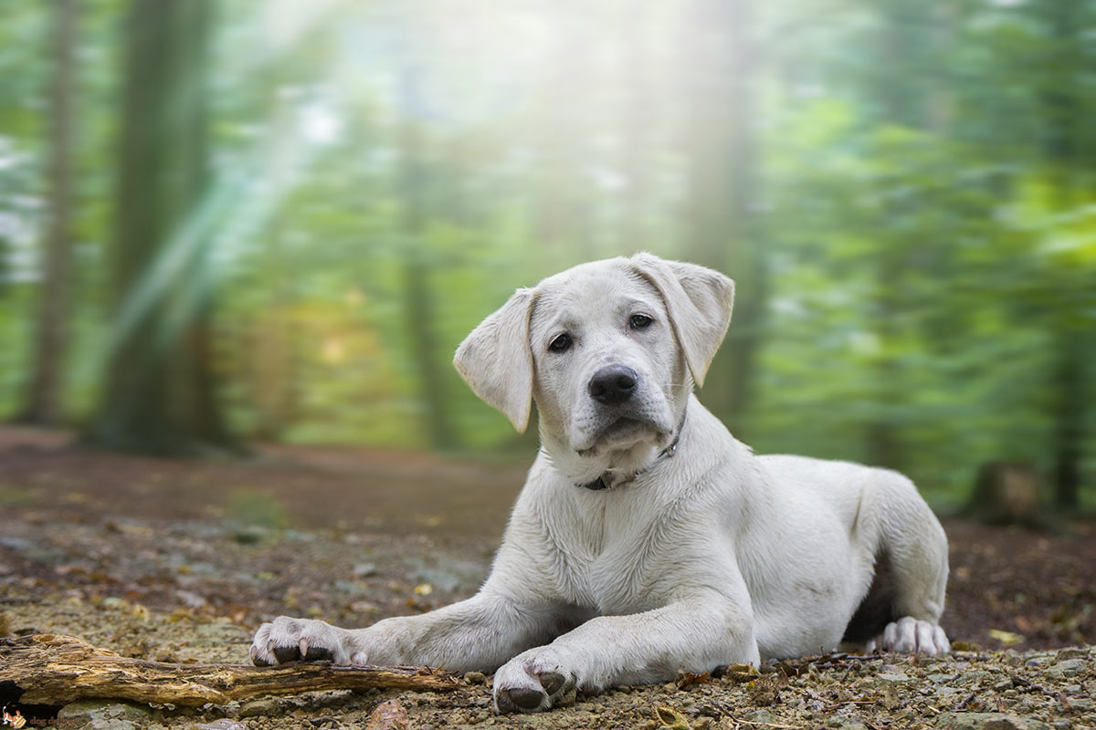 Come gli umani comunicano con i cani